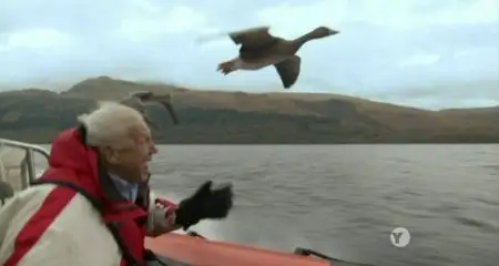 PBS - NATURE:  Special Best of Birds (2014)