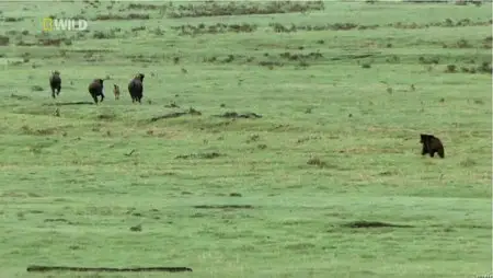 National Geographic - Yellowstone Battleground (2013)