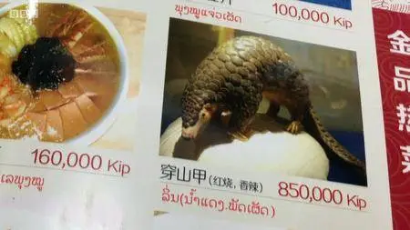 Natural World S38E05