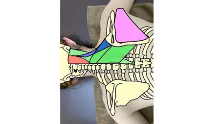 Body surface anatomy to improve the quality of massage