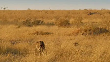 Big Cats S02E06
