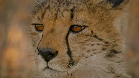 Big Cats S02E06