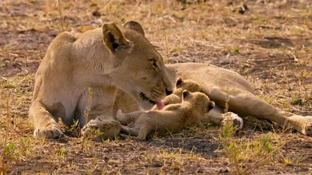 Big Cats S02E06
