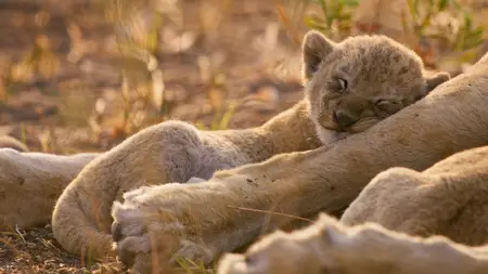 Big Cats S02E06