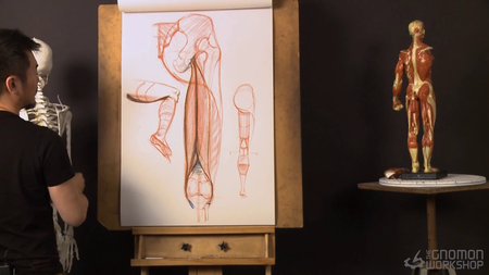 Anatomy Workshop vol.1-7 with Charles Hu