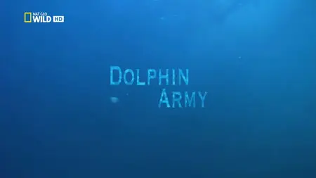 National Geographic Wild Dolphin Army