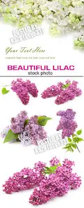 Lilac 4