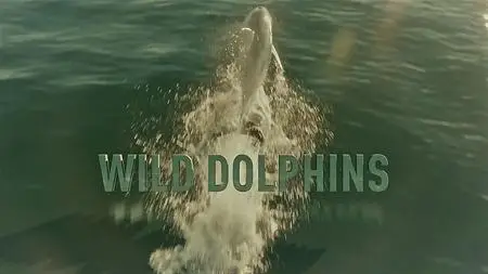 ZDF - Wild Dolphins (2019)