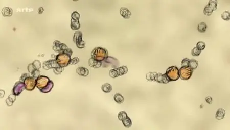 (Arte) Impuissance, la faiblesse du sexe fort (2012)