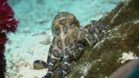 BBC - World's Sneakiest Animals (2016)