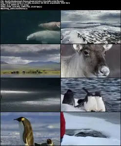 David Attenborough Frozen Planet S01E04