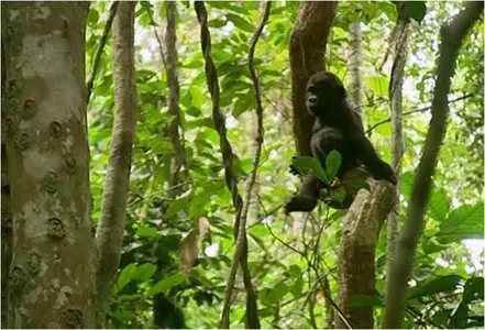 BBC: Jungle (2003)
