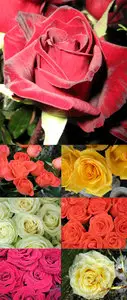 Roses - 2