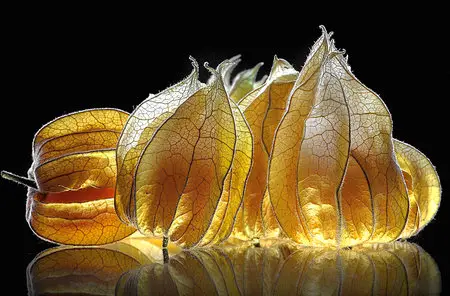 Macro Wallpapers (part-6)