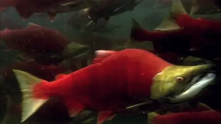 Secrets of our Living Planet (2012)