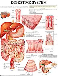 Digestive system - Quick Reference Chart: Full illustrated