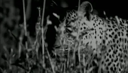 100 Years of Wildlife Films part1 Cinema