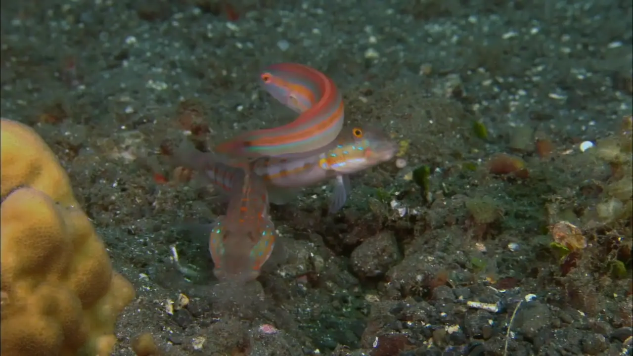 Coral Sea Dreaming: Awaken (2010)