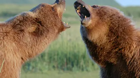 Bears (2014)