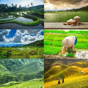 Collection of rice plantation sprout green stem