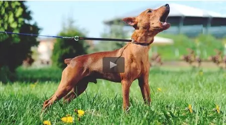 Udemy - Dog Training - Stop Dog Barking