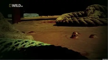 National Geographic - Dinofish (2012)