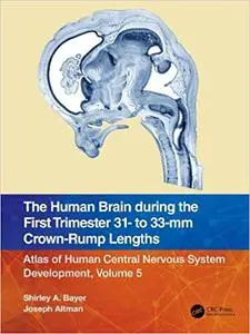 The Human Brain during the First Trimester 31- to 33-mm Crown-Rump Lengths