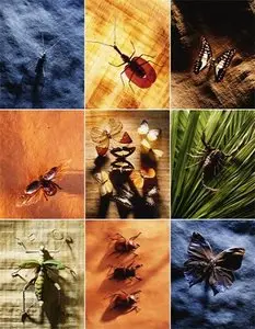 Details of Nature
