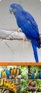 Parrots bright colored birds photo 
