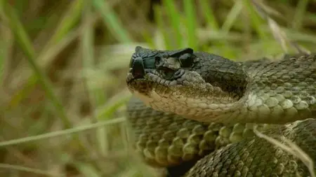 BBC - World's Sneakiest Animals (2016)
