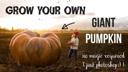 Creative Photography: Grow Your Own Giant Pumpkin