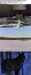 National Geographic - Alaska: Into the Wilderness (2000)