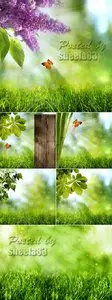 Stock Photo - Green Summer Backgrounds