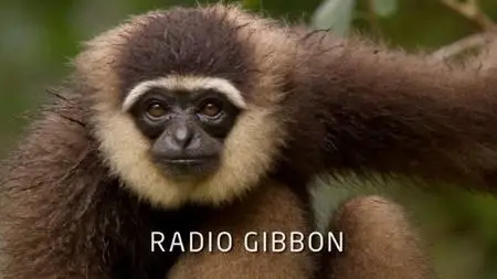 BBC Natural World - Radio Gibbon (2009)