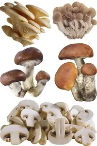 Mushrooms - a large collection of stock images