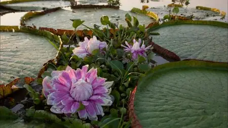 Secrets of our Living Planet (2012)