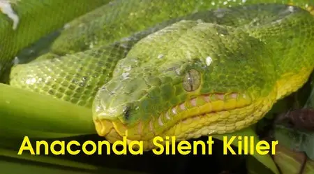 National Geographic - Anaconda: Silent Killer (2015)