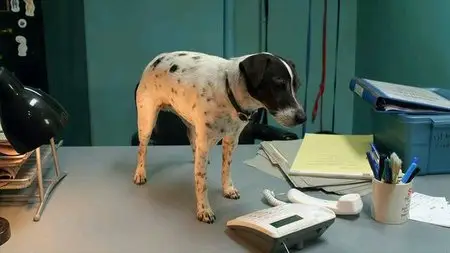 Vampire Dog (2012)
