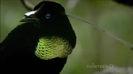 PBS: Nature [Full Season 29] (2010-2011)