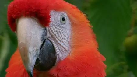 Earthflight: S01E04 - South America (2012)