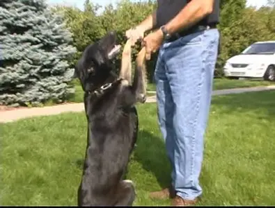 Lееrburg Basic Dog Training