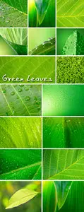 Stock Photo - Green Leaves 2