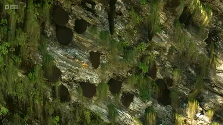 BBC Natural World - Jimmy and the Wild Honey Hunters (2008)