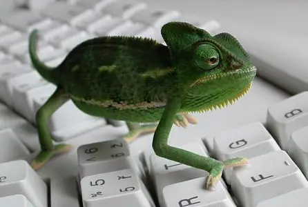 Reptiles wallpapers