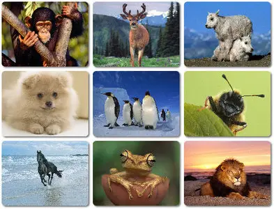 200 Animals Wallpapers