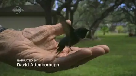 UKTV - Hummingbirds: Jewelled Messengers (2012)
