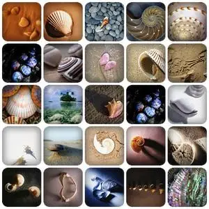 Sea Shell Pictures
