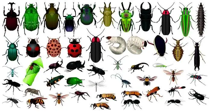 Insects in CorelDRAW