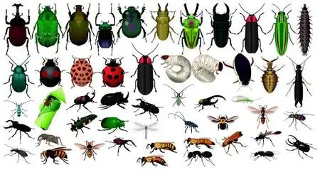 Insects in CorelDRAW