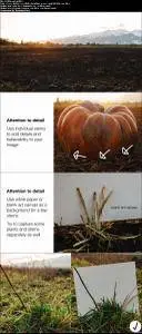 Creative Photography: Grow Your Own Giant Pumpkin